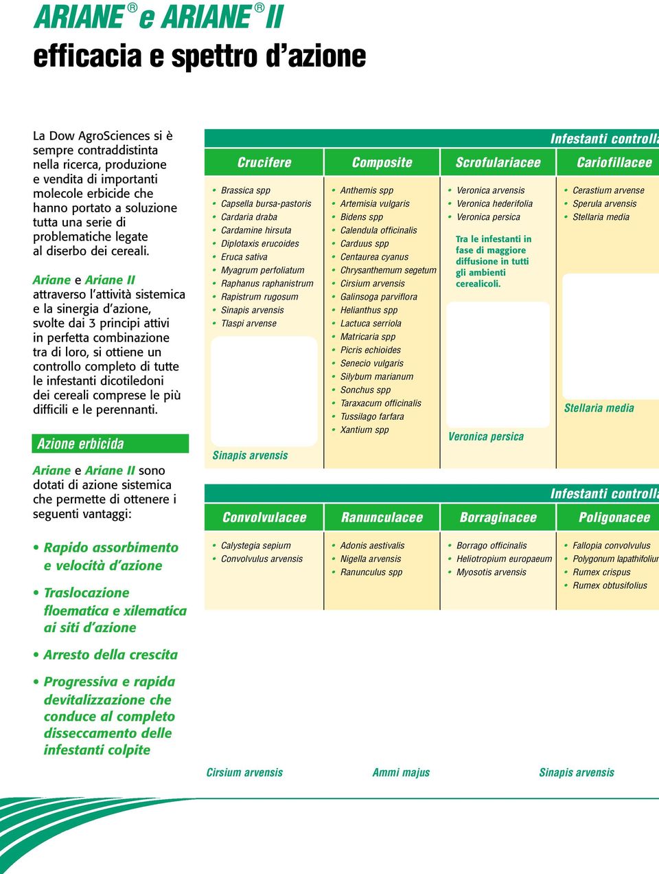 Ariane e Ariane II attraverso l attività sistemica e la sinergia d azione, svolte dai 3 principi attivi in perfetta combinazione tra di loro, si ottiene un controllo completo di tutte le infestanti