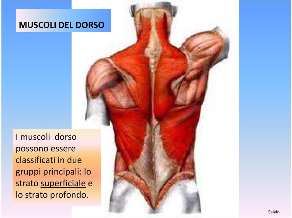 classificati in due gruppi