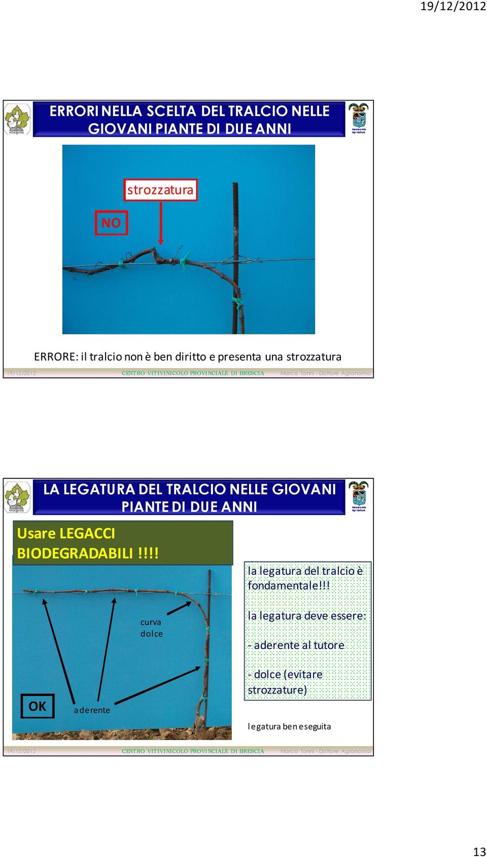 ANNI Usare LEGACCI BIODEGRADABILI!!!! curva dolce la legatura del tralcio è fondamentale!