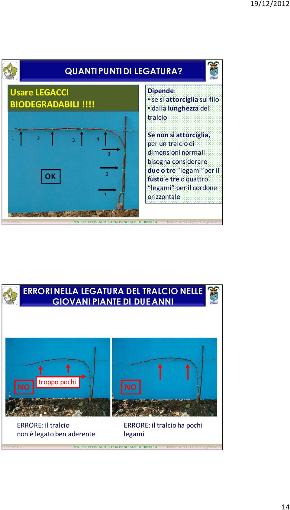 tralcio di dimensioni normali bisogna considerare due o tre legami per il fustoe treo quattro legami per il cordone