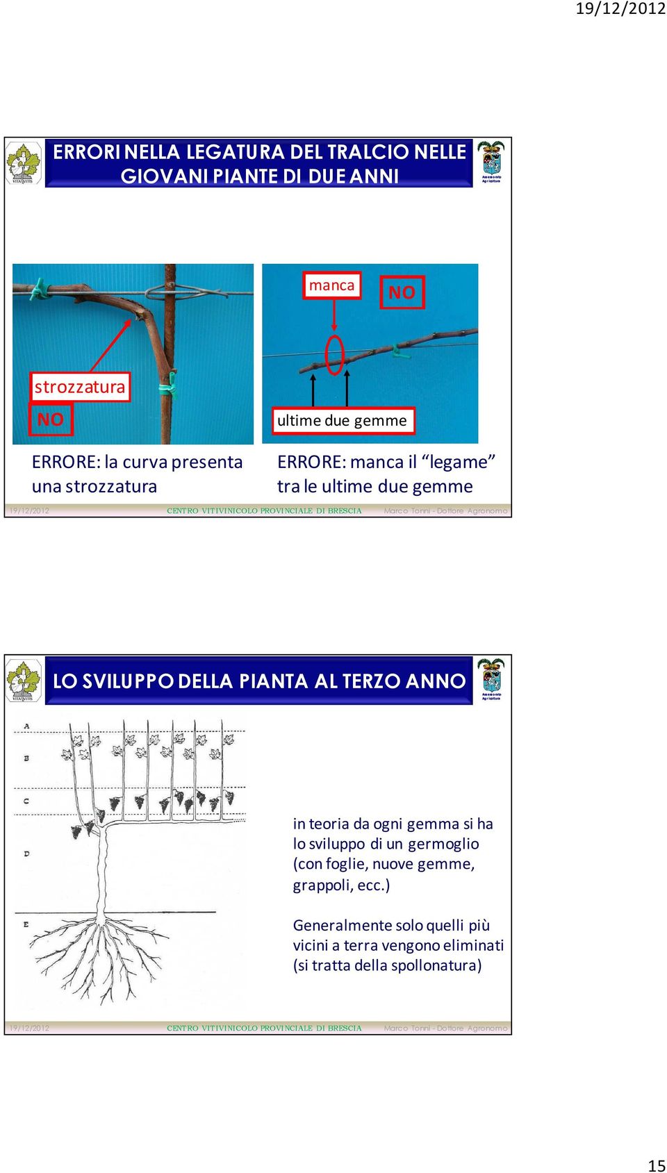 DELLA PIANTA AL TERZO AN in teoria da ogni gemma si ha lo sviluppo di un germoglio (con foglie, nuove