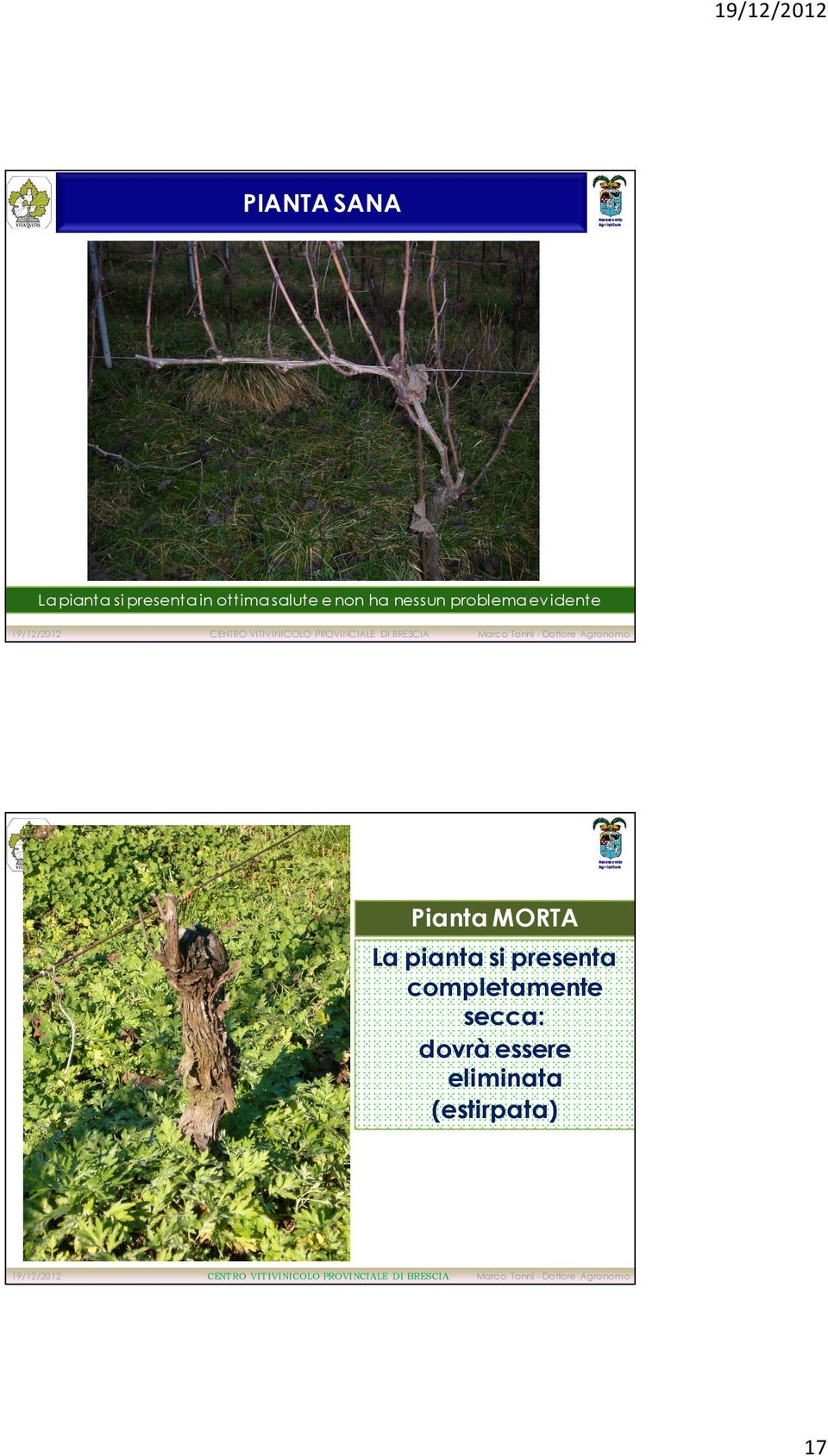 PROVINCIALE DI BRESCIA Marco Tonni - Dottore Agronomo Pianta