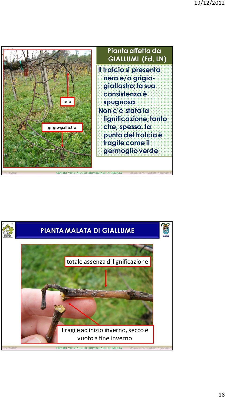 Non c è stata la lignificazione, tanto che, spesso, la punta del tralcio è fragile come il germoglio verde CENTRO VITIVINICOLO PROVINCIALE DI