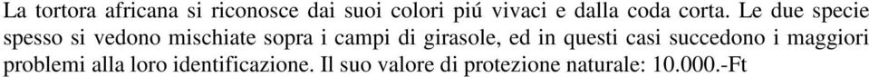 Le due specie spesso si vedono mischiate sopra i campi di girasole,