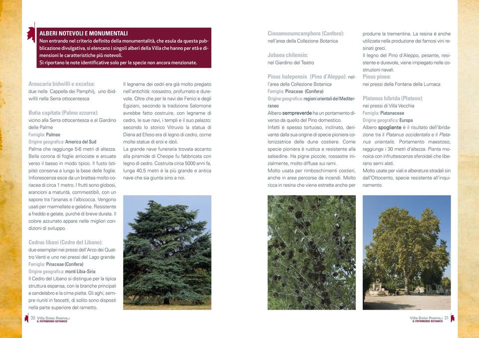 Araucaria bidwli e excelsa: due nella Cappella dei Pamphj, uno (bidwli) nella Serra ottocentesca Butia capitata (Palma azzurra): vicino alla Serra ottocentesca e al Giardino le Palme Famiglia: Palmae