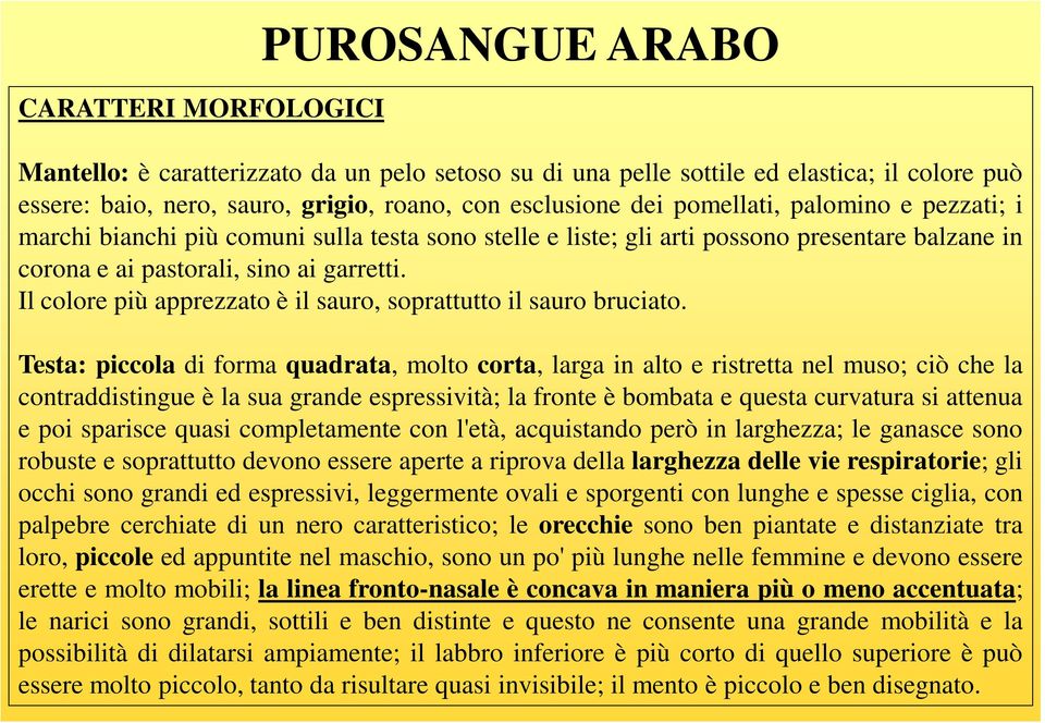 Il colore più apprezzato è il sauro, soprattutto il sauro bruciato.