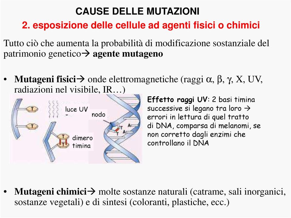 mutageno Mutageni fisici onde elettromagnetiche (raggi α, β, γ, X, UV, radiazioni nel visibile, IR ) luce UV dimero timina nodo Effetto raggi UV: 2