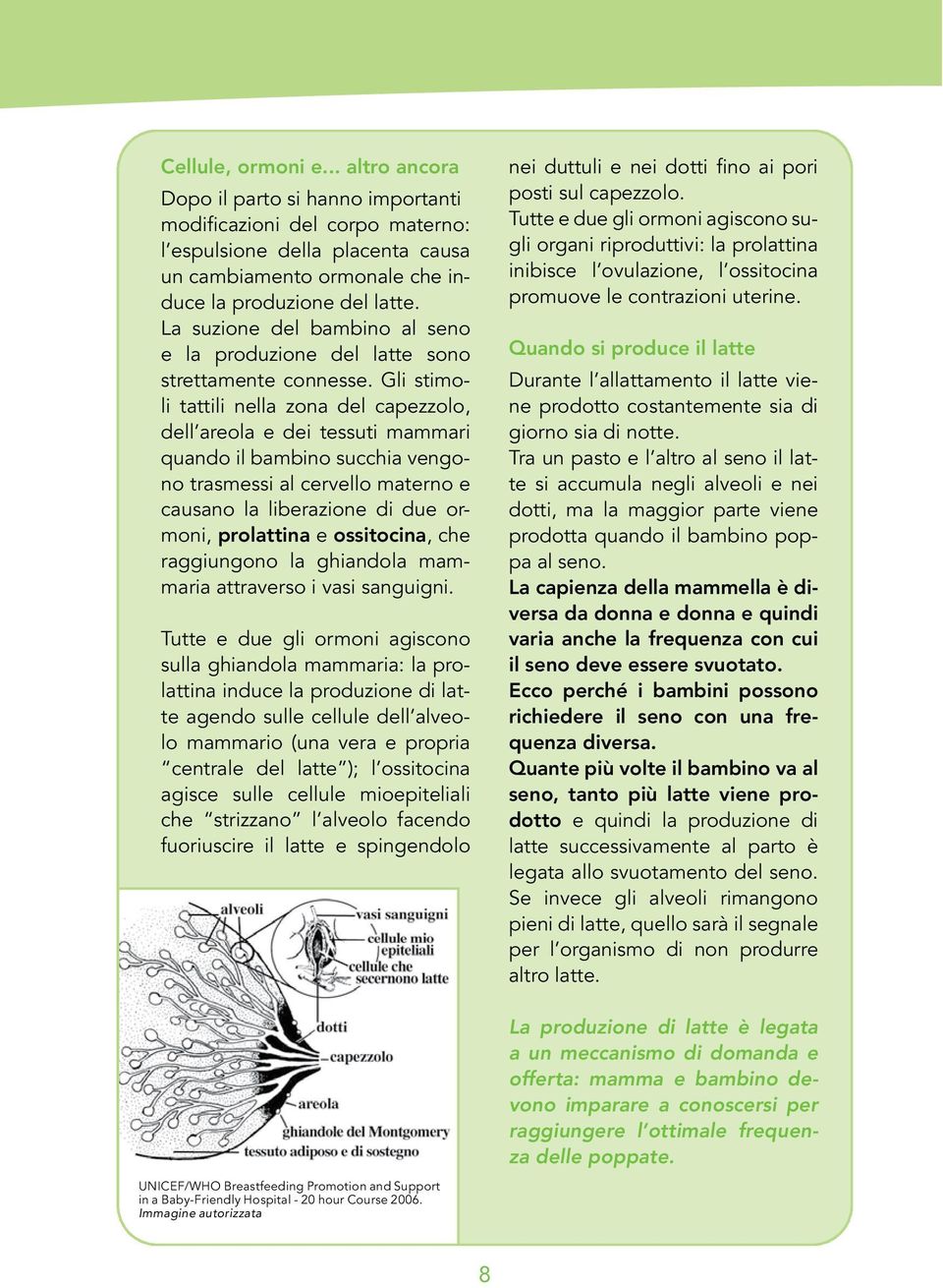 Gli stimoli tattili nella zona del capezzolo, dell areola e dei tessuti mammari quando il bambino succhia vengono trasmessi al cervello materno e causano la liberazione di due ormoni, prolattina e