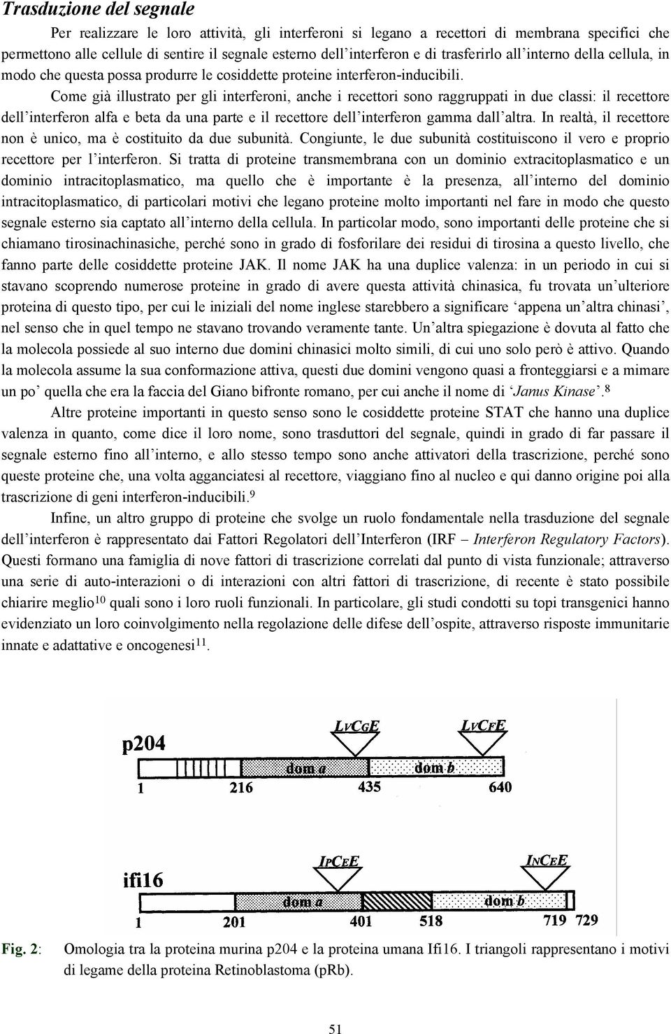 Come già illustrato per gli interferoni, anche i recettori sono raggruppati in due classi: il recettore dell interferon alfa e beta da una parte e il recettore dell interferon gamma dall altra.