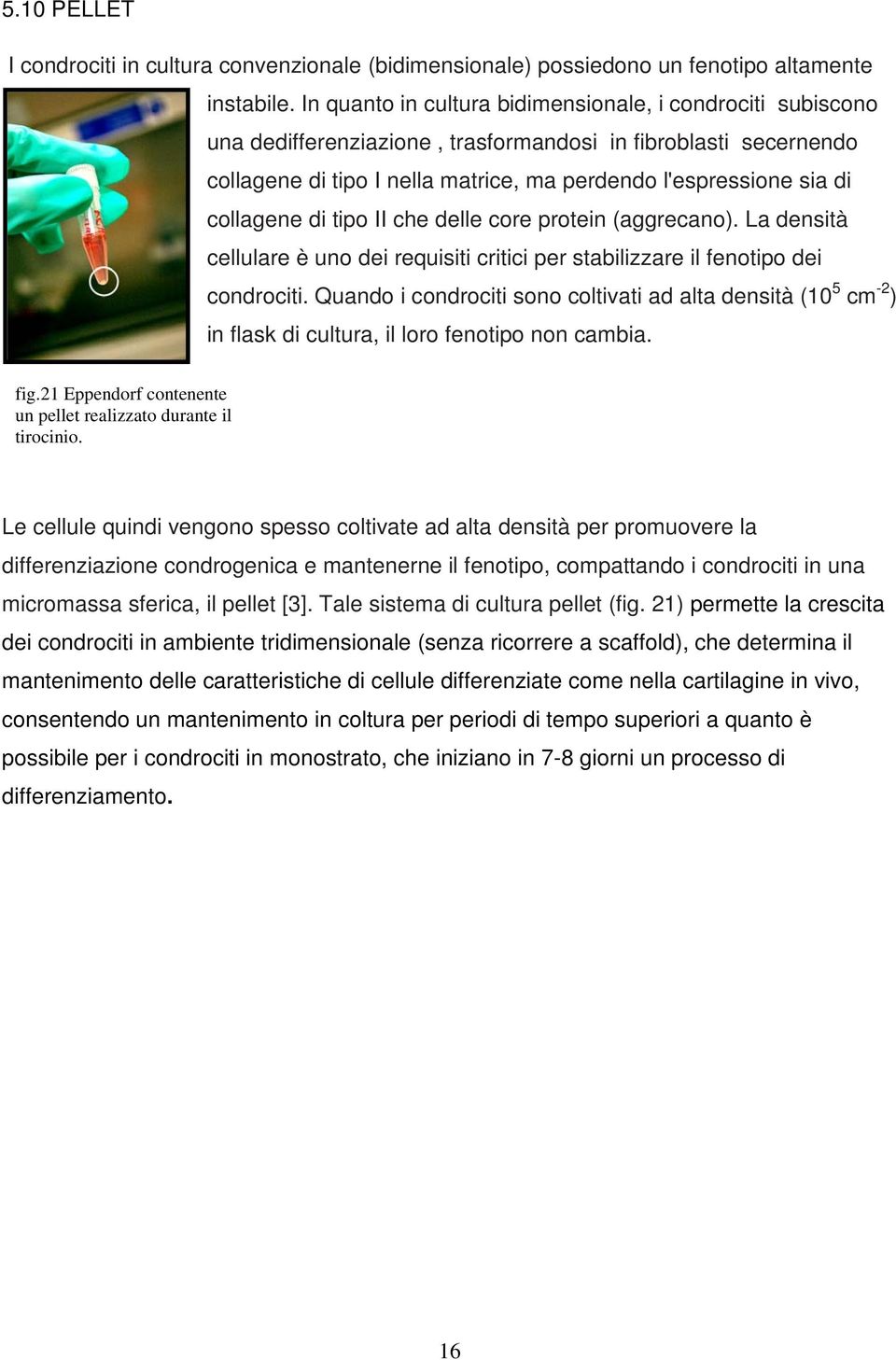 collagene di tipo II che delle core protein (aggrecano). La densità cellulare è uno dei requisiti critici per stabilizzare il fenotipo dei condrociti.