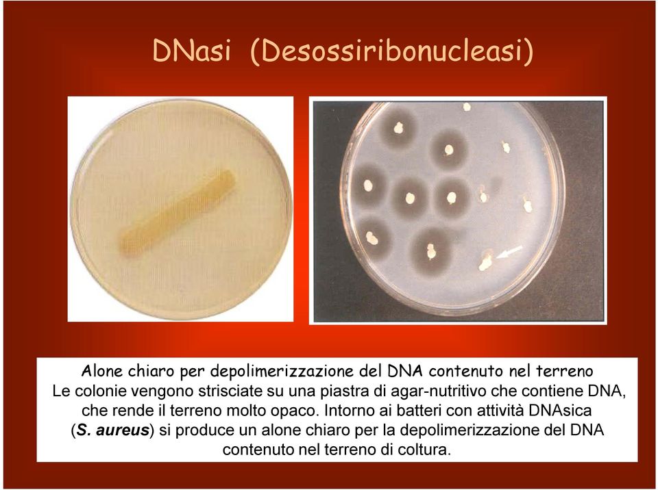 che rende il terreno molto opaco. Intorno ai batteri con attività DNAsica (S.