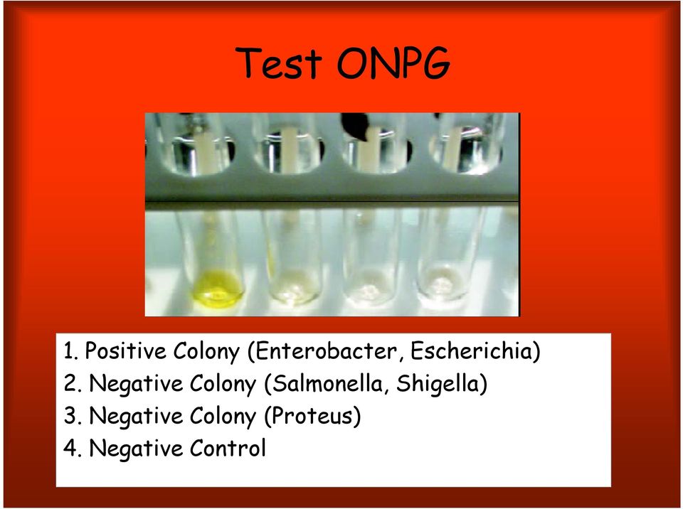 Escherichia) 2.