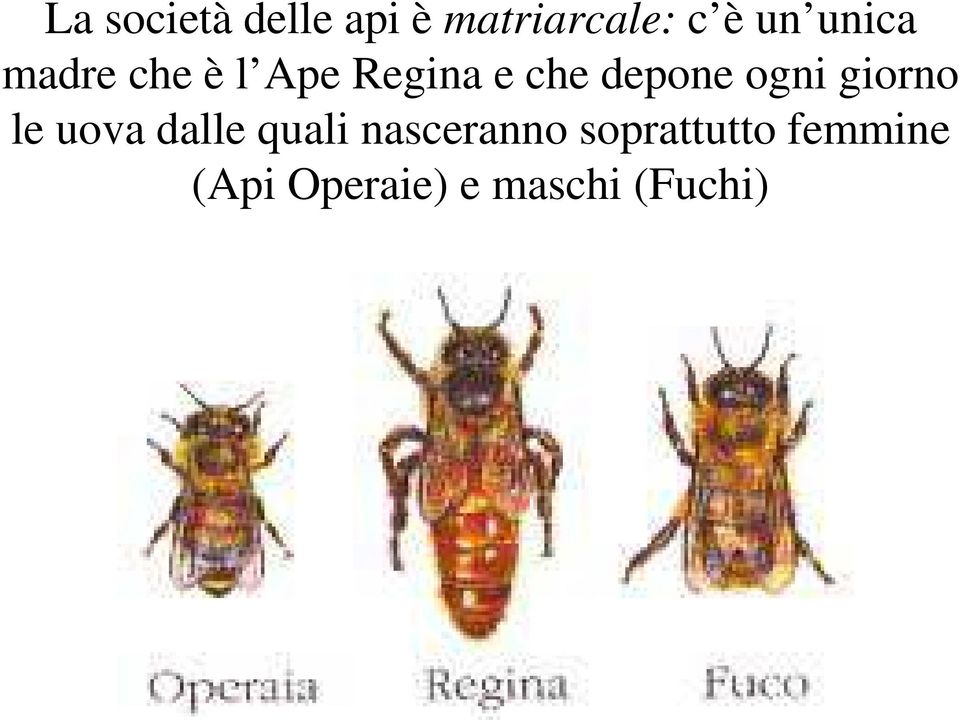 ogni giorno le uova dalle quali nasceranno