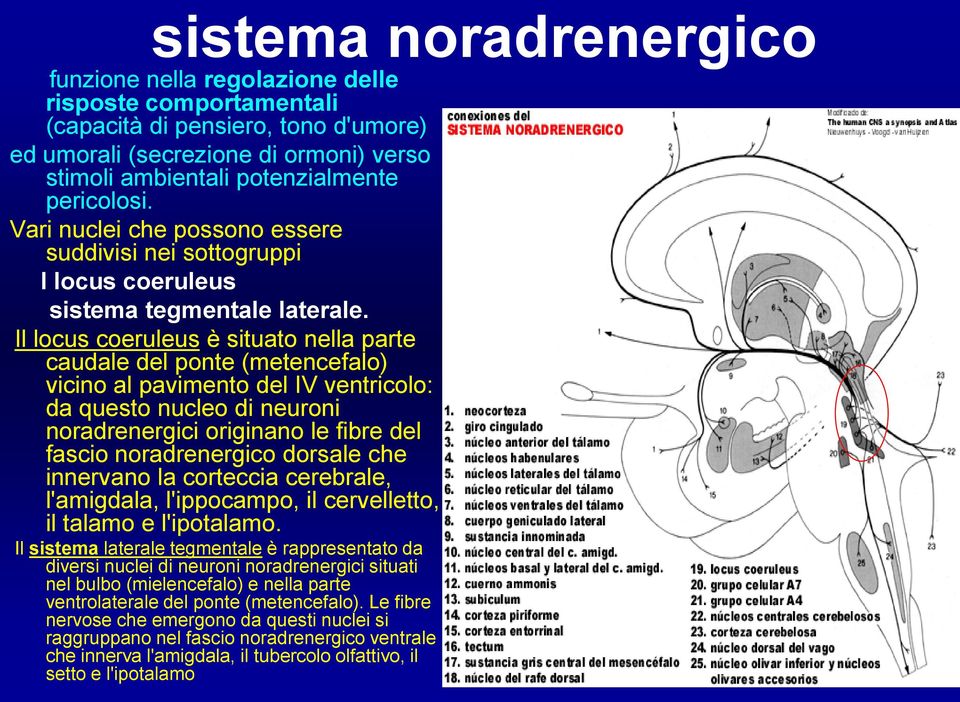 Il locus coeruleus è situato nella parte caudale del ponte (metencefalo) vicino al pavimento del IV ventricolo: da questo nucleo di neuroni noradrenergici originano le fibre del fascio noradrenergico