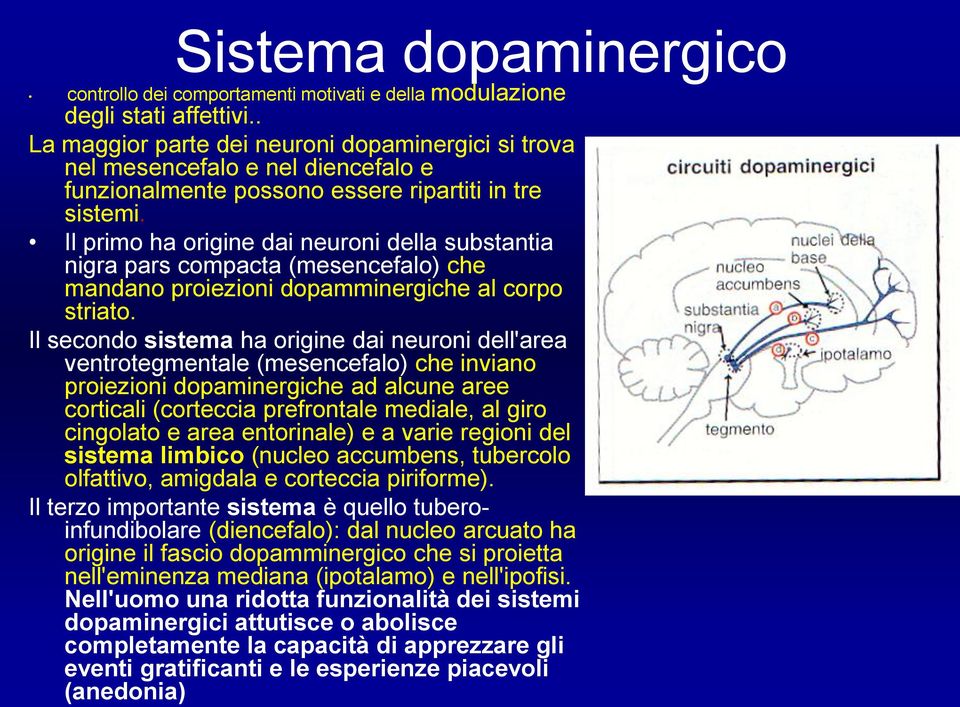 Il primo ha origine dai neuroni della substantia nigra pars compacta (mesencefalo) che mandano proiezioni dopamminergiche al corpo striato.