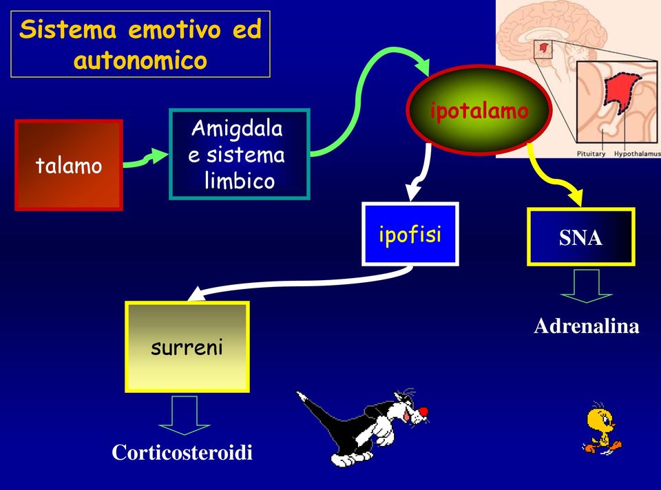 limbico ipotalamo ipofisi SNA