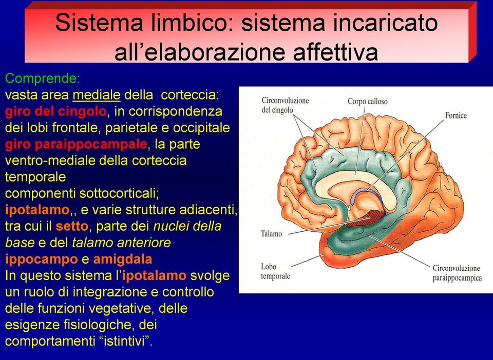 sottocorticali; ipotalamo,, e varie strutture adiacenti, tra cui il setto, parte dei nuclei della base e del talamo anteriore ippocampo e