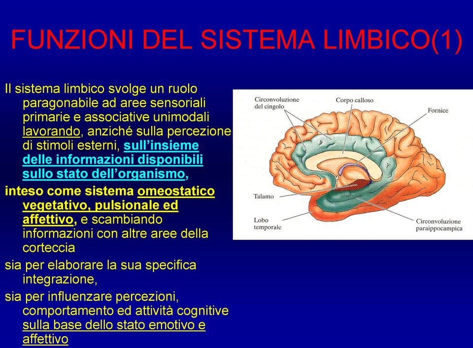 come sistema omeostatico vegetativo, pulsionale ed affettivo, e scambiando informazioni con altre aree della corteccia sia per elaborare