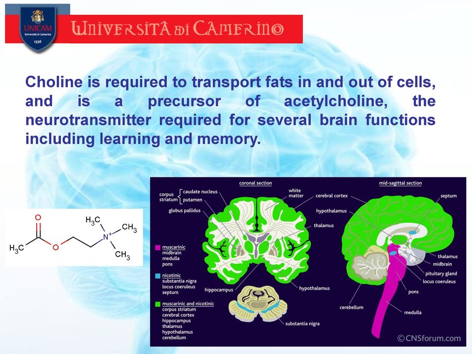 acetylcholine, the neurotransmitter required