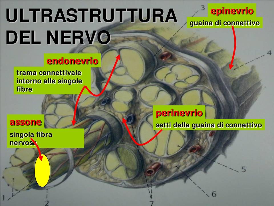 intorno alle singole fibre assone singola