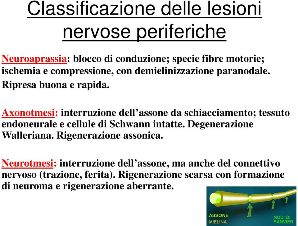 Axonotmesi: interruzione dell assone da schiacciamento; tessuto endoneurale e cellule di Schwann intatte.