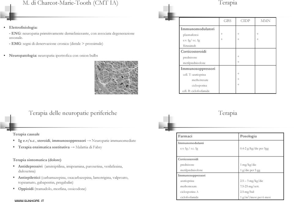 T: azatioprina methotrexate ciclosporina cell. B: ciclofosfamide Terapia delle neuropatie periferiche Terapia Terapia causale Ig e.v/s.c., steroidi, immunosoppressori Neuropatie immunomediate Terapia enzimatica sostitutiva Malattia di Fabry Farmaci Immunomodulanti e.