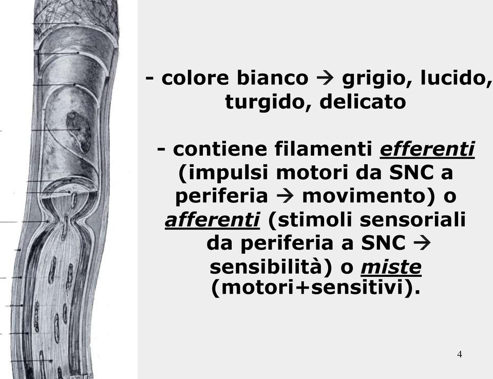 periferia movimento) o afferenti (stimoli sensoriali