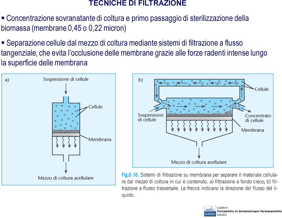 mezzo di coltura mediante sistemi di filtrazione a flusso tangenziale, che evita l