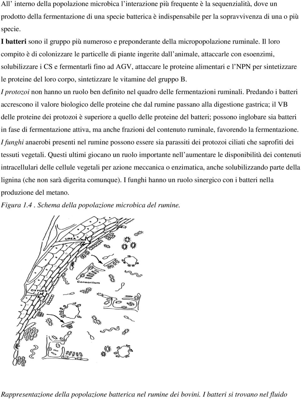 Il loro compito è di colonizzare le particelle di piante ingerite dall animale, attaccarle con esoenzimi, solubilizzare i CS e fermentarli fino ad AGV, attaccare le proteine alimentari e l NPN per