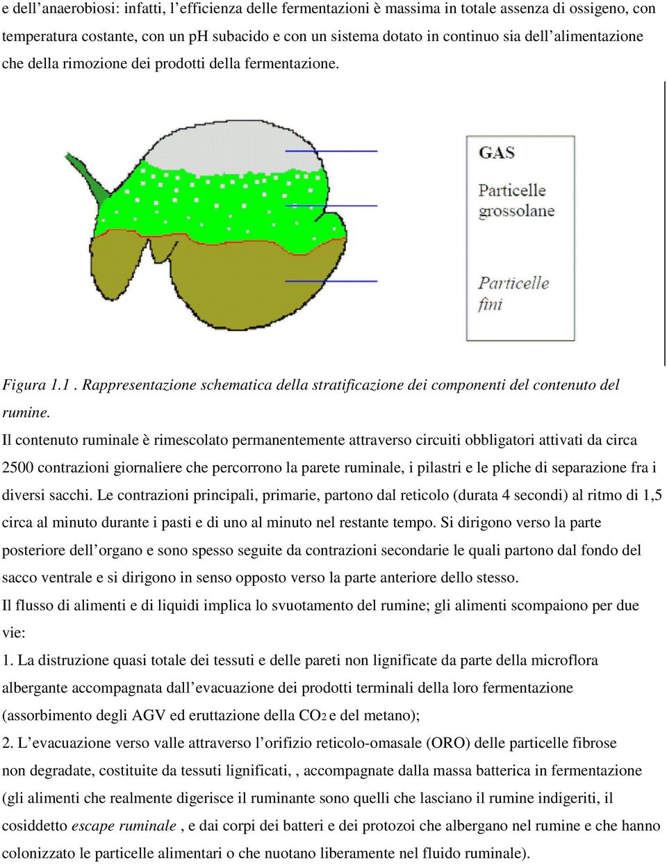 Il contenuto ruminale è rimescolato permanentemente attraverso circuiti obbligatori attivati da circa 2500 contrazioni giornaliere che percorrono la parete ruminale, i pilastri e le pliche di