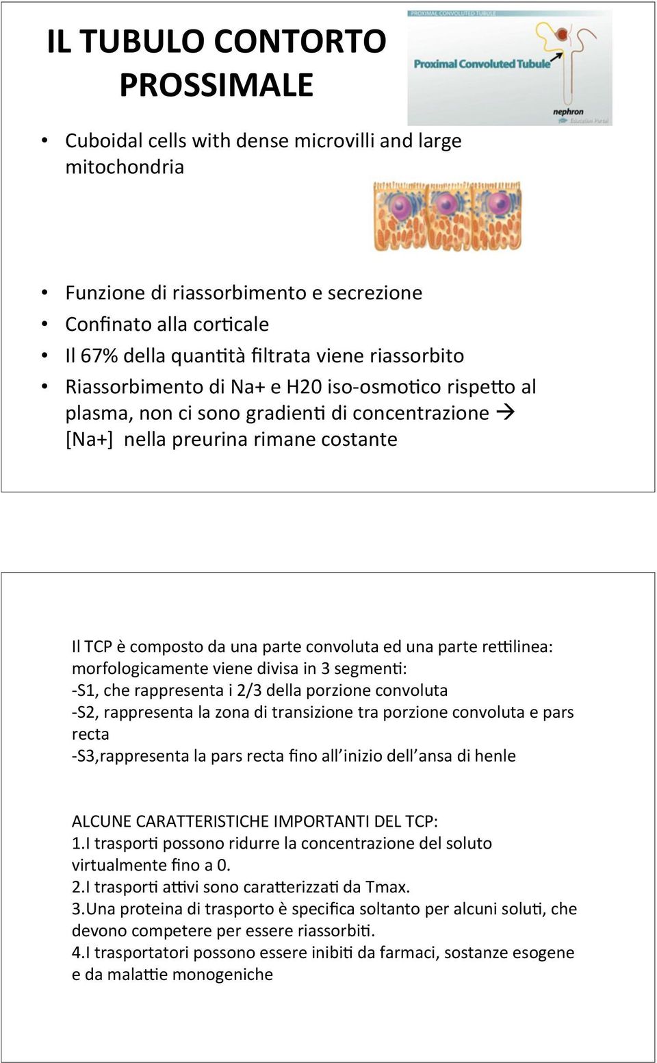 parte rellinea: morfologicamente viene divisa in 3 segmenu: - S1, che rappresenta i 2/3 della porzione convoluta - S2, rappresenta la zona di transizione tra porzione convoluta e pars recta -