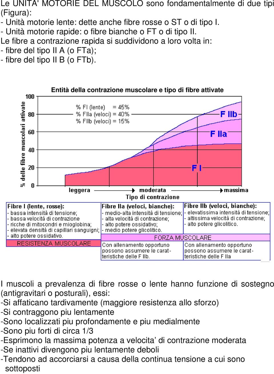 Entità della contrazione muscolare e tipo di fibre attivate I muscoli a prevalenza di fibre rosse o lente hanno funzione di sostegno (antigravitari o posturali), essi: -Si affaticano tardivamente