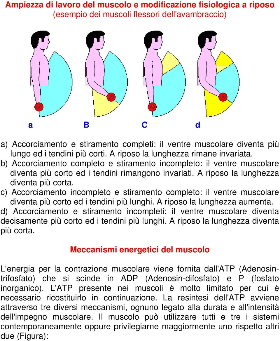 A riposo la lunghezza diventa più corta. c) Accorciamento incompleto e stiramento completo: il ventre muscolare diventa più corto ed i tendini più lunghi. A riposo la lunghezza aumenta.