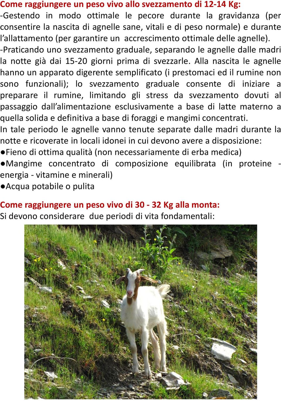 Alla nascita le agnelle hanno un apparato digerente semplificato (i prestomaci ed il rumine non sono funzionali); lo svezzamento graduale consente di iniziare a preparare il rumine, limitando gli