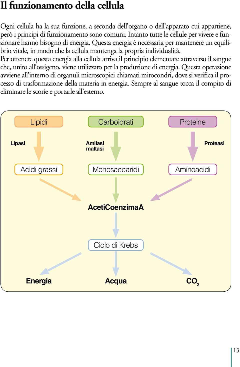 Per ottenere questa energia alla cellula arriva il principio elementare attraverso il sangue che, unito all ossigeno, viene utilizzato per la produzione di energia.