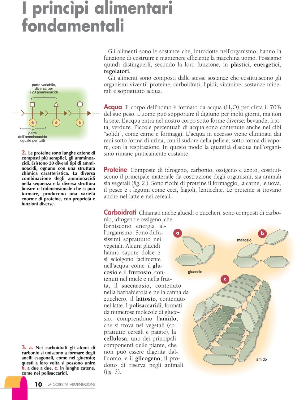 La diversa combinazione degli amminoacidi nella sequenza e la diversa struttura lineare o tridimensionale che si può formare, producono una varietà enorme di proteine, con proprietà e funzioni