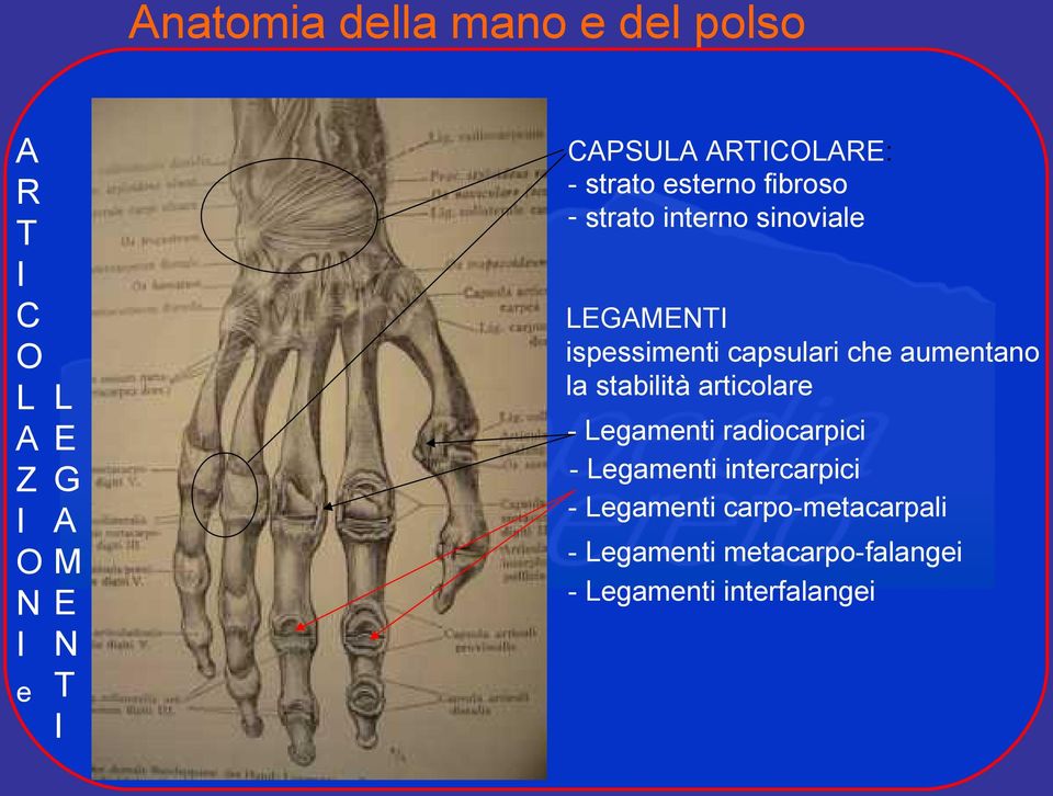 capsulari che aumentano la stabilità articolare - Legamenti radiocarpici - Legamenti