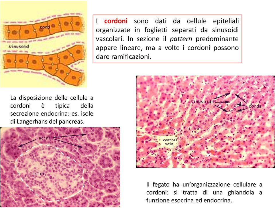 La disposizione delle cellule a cordoni è tipica della secrezione endocrina: es.