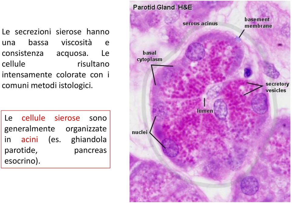 Le cellule risultano intensamente colorate con i comuni