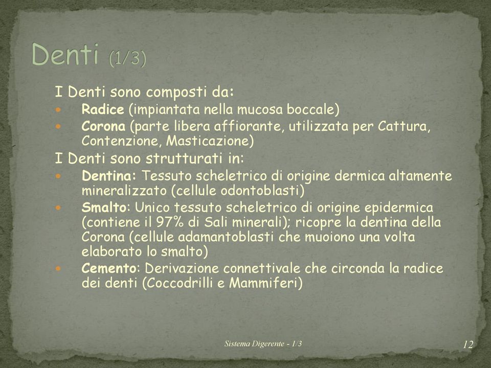 Unico tessuto scheletrico di origine epidermica (contiene il 97% di Sali minerali); ricopre la dentina della Corona (cellule adamantoblasti che