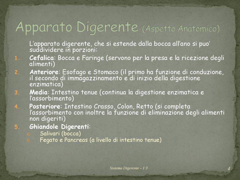 Anteriore: Esofago e Stomaco (il primo ha funzione di conduzione, il secondo di immagazzinamento e di inizio della digestione enzimatica) 3.