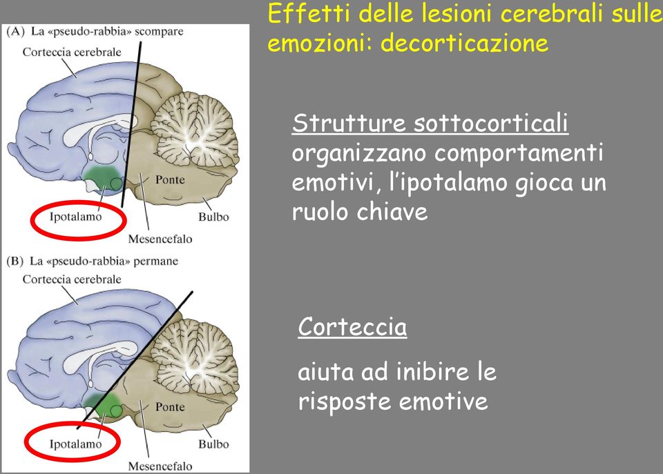 organizzano comportamenti emotivi, l ipotalamo