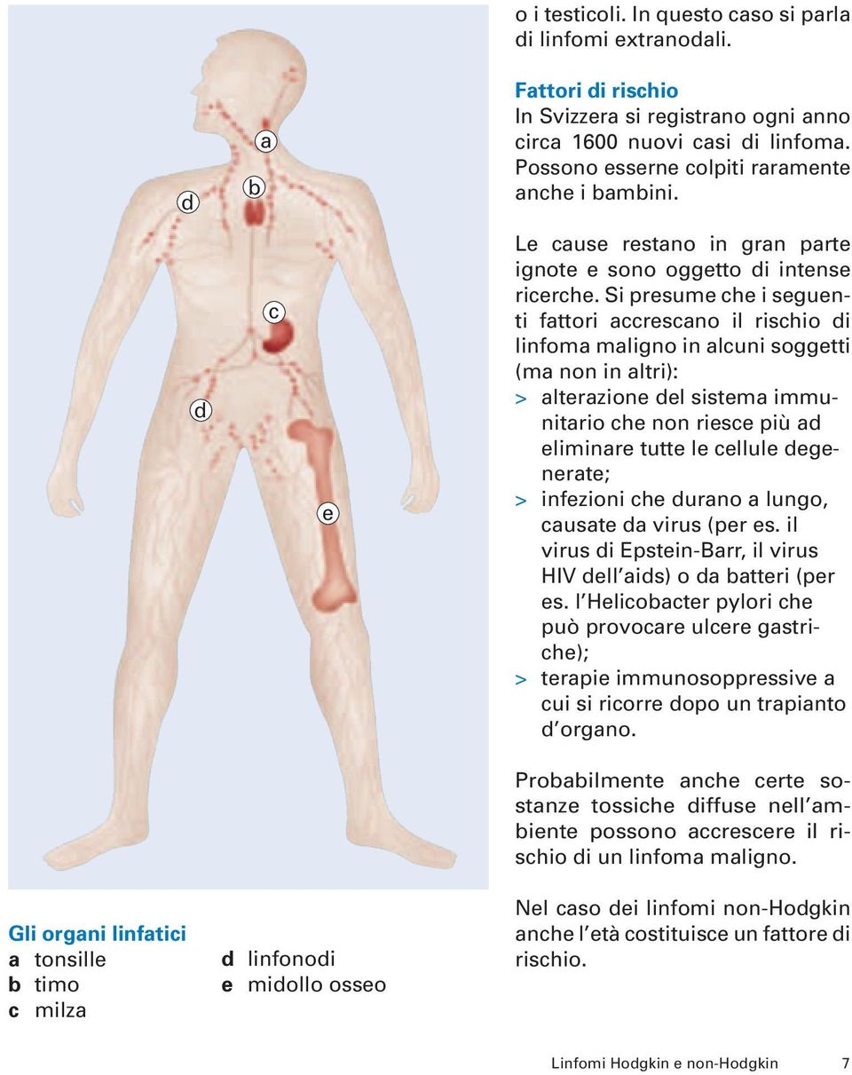 Si presume che i seguenti fattori accrescano il rischio di linfoma maligno in alcuni soggetti (ma non in altri): > alterazione del sistema immunitario che non riesce più ad eliminare tutte le cellule