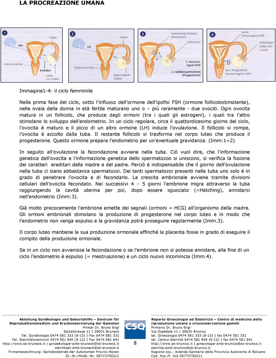 In un ciclo regolare, circa il quattordicesimo giorno del ciclo, l ovocita é maturo e il picco di un altro ormone (LH) induce l ovulazione. Il follicolo si rompe, l ovocita é accolto dalla tuba.