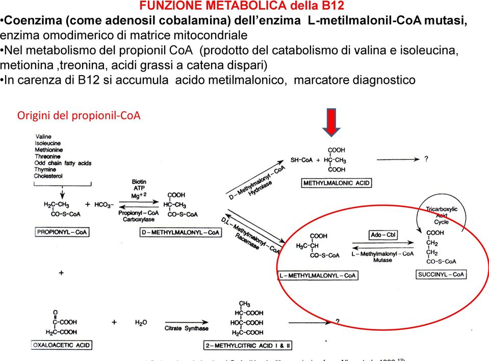 propionil CoA (prodotto del catabolismo di valina e isoleucina, metionina,treonina, acidi