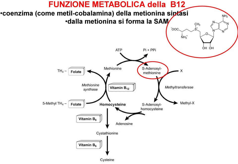 metil-cobalamina) della