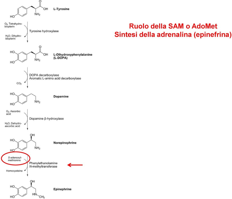 Sintesi della