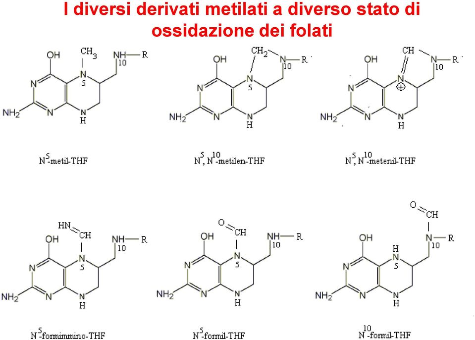 folati La forma predominante nel