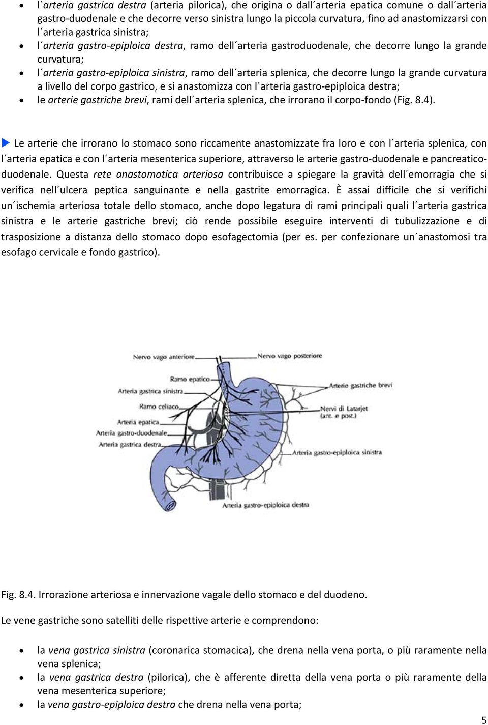splenica, che decorre lungo la grande curvatura a livello del corpo gastrico, e si anastomizza con l arteria gastro epiploica destra; le arterie gastriche brevi, rami dell arteria splenica, che