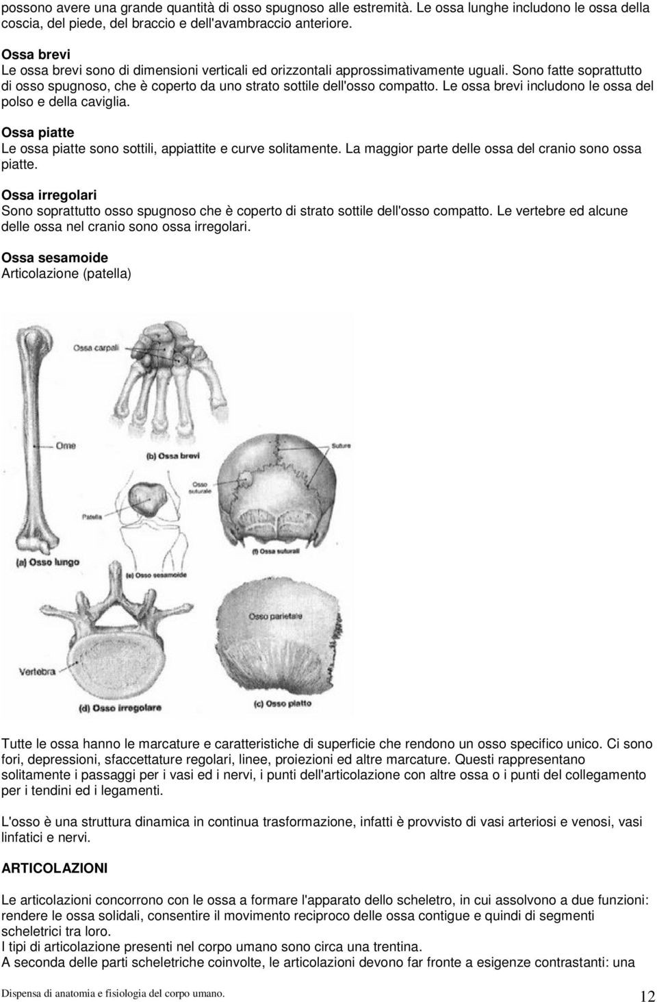 Le ossa brevi includono le ossa del polso e della caviglia. Ossa piatte Le ossa piatte sono sottili, appiattite e curve solitamente. La maggior parte delle ossa del cranio sono ossa piatte.